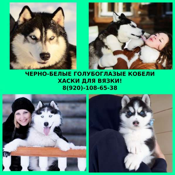 Черно-белые кобели хаски для вязки