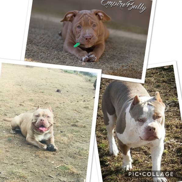 Американский булли. Щенки в фото 31