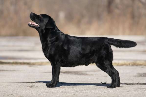 Милашки лабрадорчики в Нижнем Новгороде фото 12