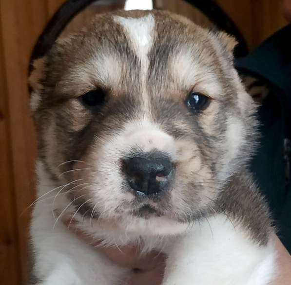 Central Asian shepherd dog puppies в Москве фото 7