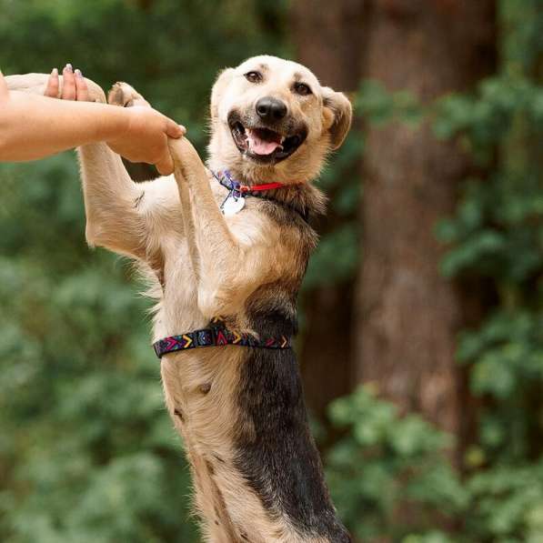 Чудесная собака Мира в добрые руки в Москве фото 19