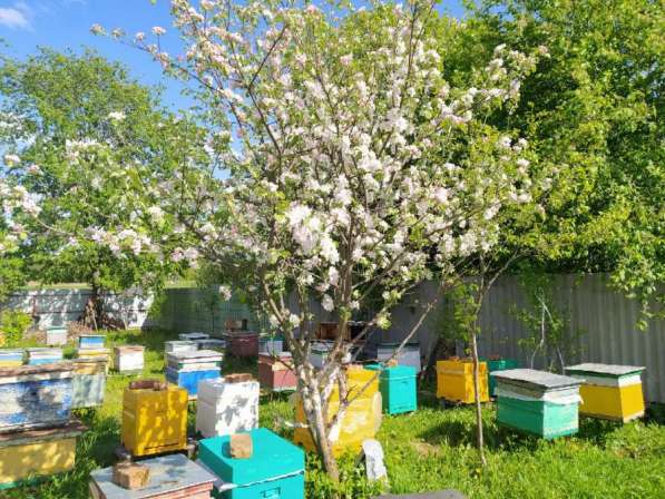 Натуральный мёд со своей пасеки в Казани фото 4