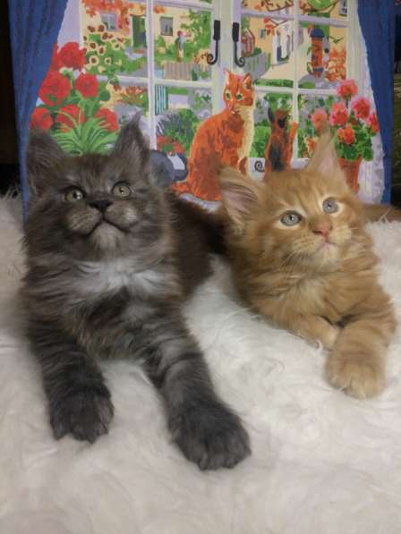 Котята мейн-кун в Санкт-Петербурге фото 3