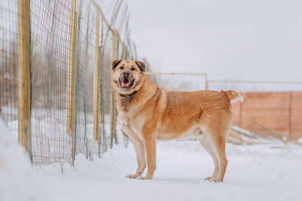 Кохинор ищет семью в Москве фото 47