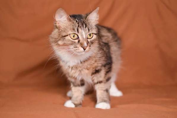 Пушистая молодая кошечка Джина в дар в Москве фото 7