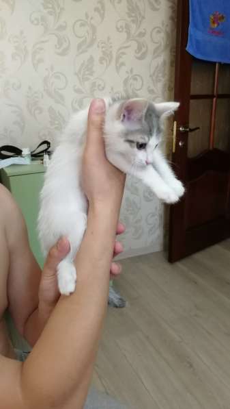 Спасение котят в Иркутске фото 11