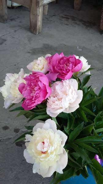 Пионы цветы к празднику в Ростове-на-Дону фото 3