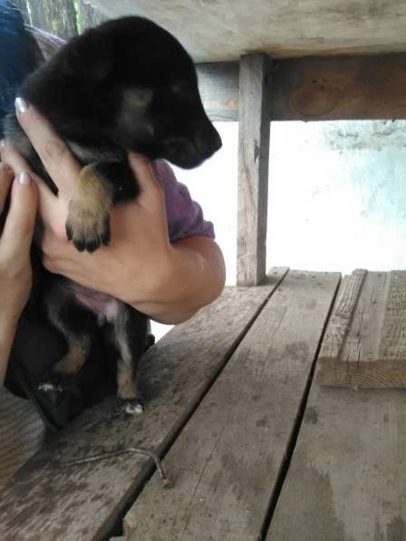 Отдам щенков помесь бельгийской овчарки в Красноярске фото 18