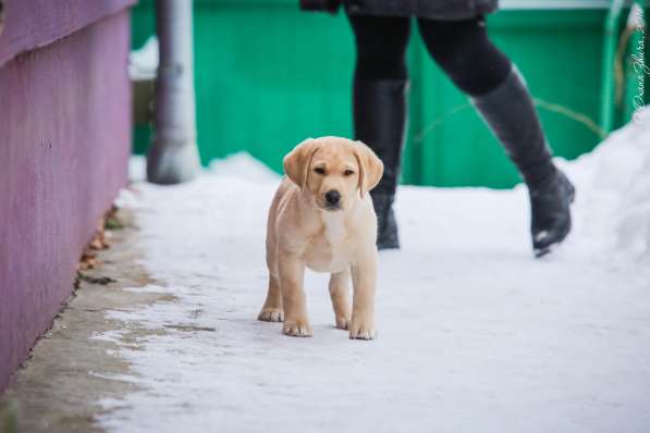 Щенок(девочка) лабрадор ретривер в фото 13