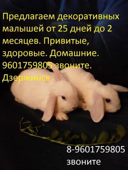 Декоративные малыши в Дзержинске