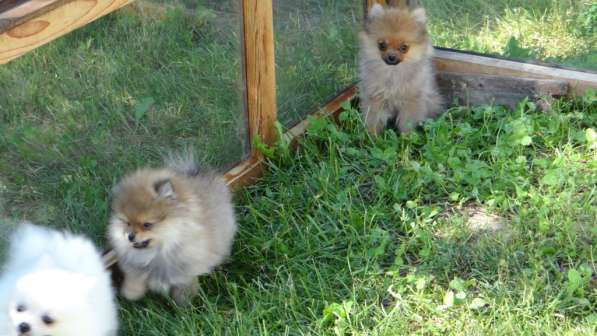 Щенок померанского шпица- микро - медвежонок в фото 5