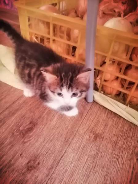 Котята в Новосибирске фото 14