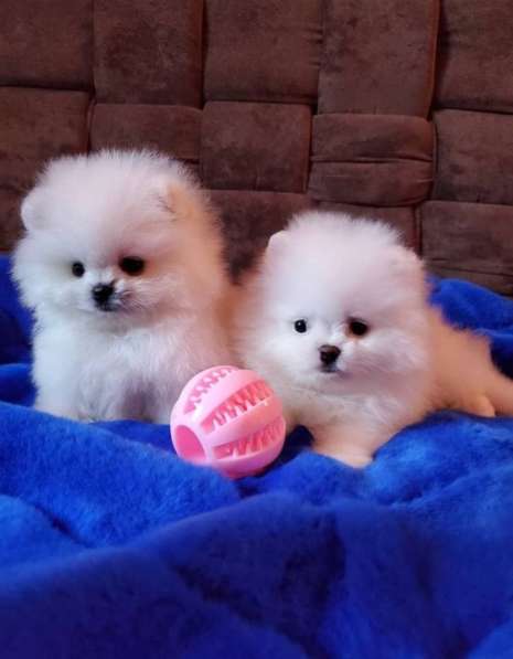 Чистокровные Щеночки Шпица в Москве фото 4