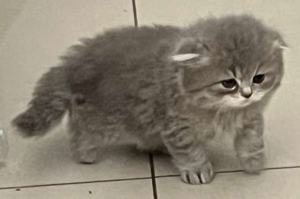 Шотландские котята в фото 10