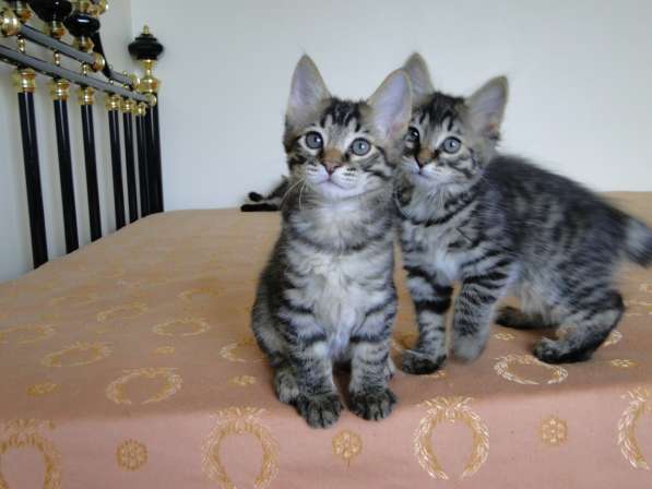 Котята Курильского бобтейла в Москве фото 15