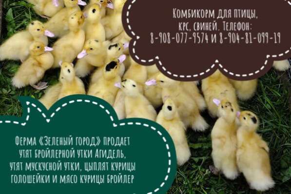 С/х птица: куры и утки в Миассе фото 5