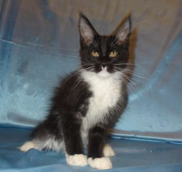 Ламборджини кошечка мейн кун в Москве фото 15