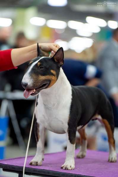 Minibullterrier pups в Екатеринбурге фото 3