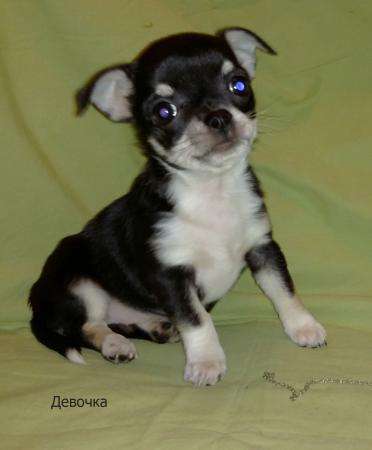 ЧИХУАХУАЗамечательная мини-девочка в Санкт-Петербурге фото 3