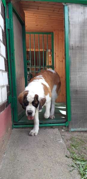 Щенки сенбернара в фото 46