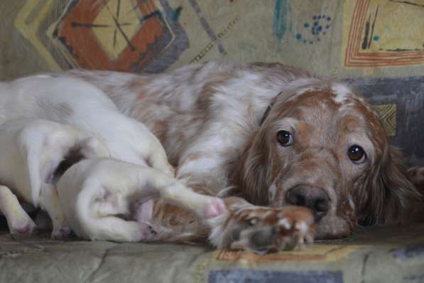Английский сеттер щенки из элитного питомника в Москве фото 108