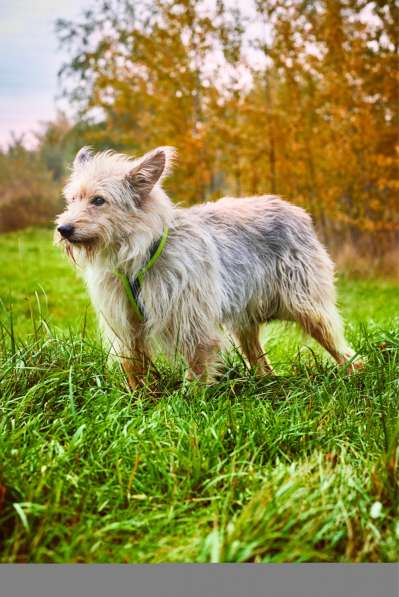 Трогательный Чарлик ищет дом в Москве фото 25