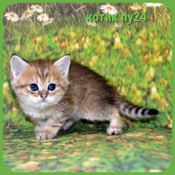 Золотой мальчик ny11 в Москве фото 3