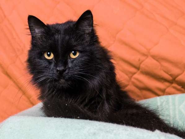 Черный кот Сэмуель–метис мейн-куна в добрые руки в Москве