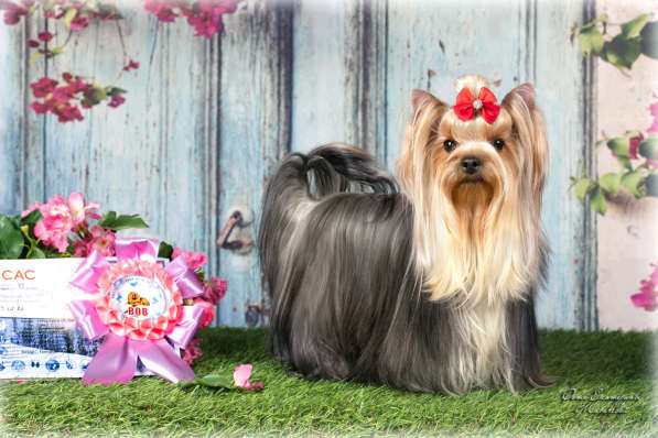 Продаются щенки йоркширского терьера в Санкт-Петербурге фото 7