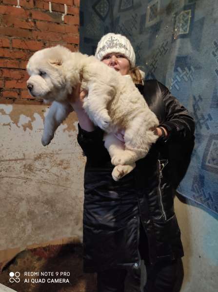 Щенки Среднеазиатской овчарки в Москве фото 3