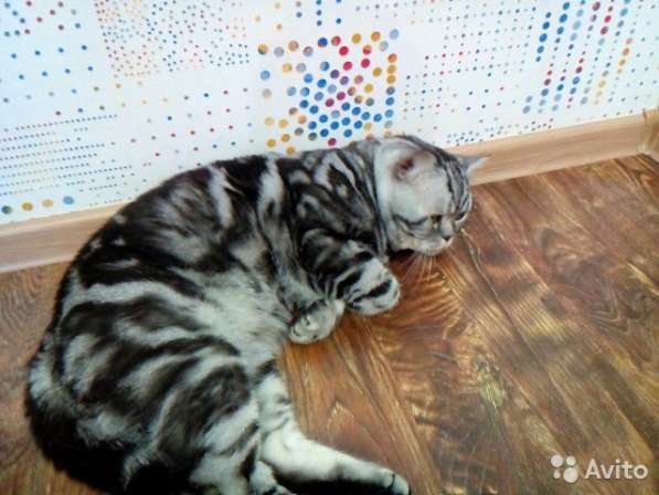 Вязка с мраморным котом котята от 2500 в Кинешме фото 8