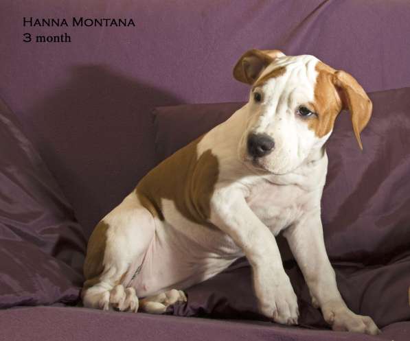 Щенки амстаффа в Санкт-Петербурге фото 8