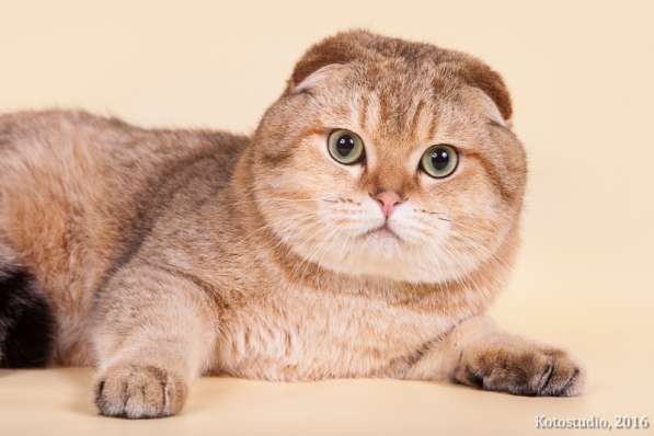 Золотой пятнистый кот на вязку в Казани фото 4