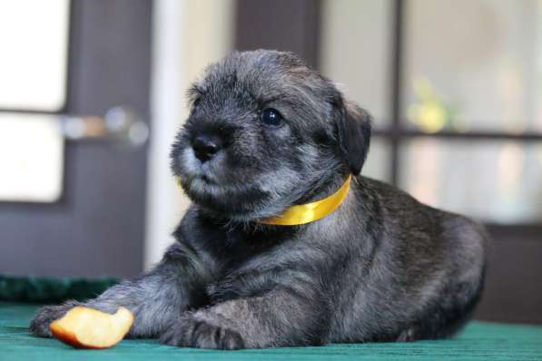 Щенки миттельшнауцера в Москве фото 12