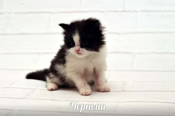 Котята турецкой ангорки в Наро-Фоминске фото 5