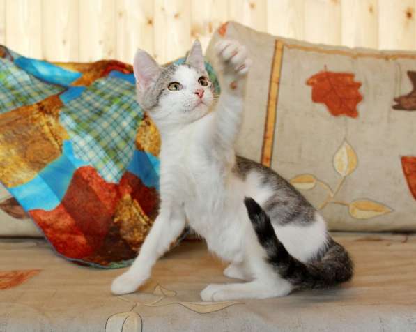 Фунтик в шапочке. Котенок в дар в Калуге фото 5