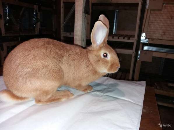 Бургундские кролики