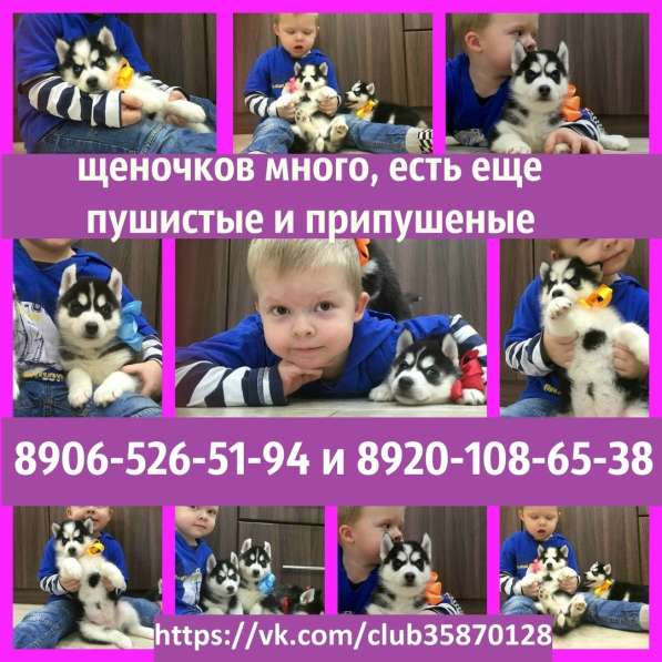 Щеночки сибирской хаски. Голубоглазые и не только в Архангельске