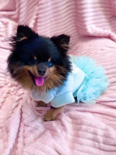 Померанский шпиц! Слепая малышка Бэкки ищет семью!