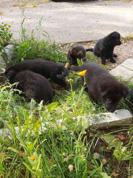 Продаются чистопородные щенки черной немецкой овчарки в Приморске фото 10