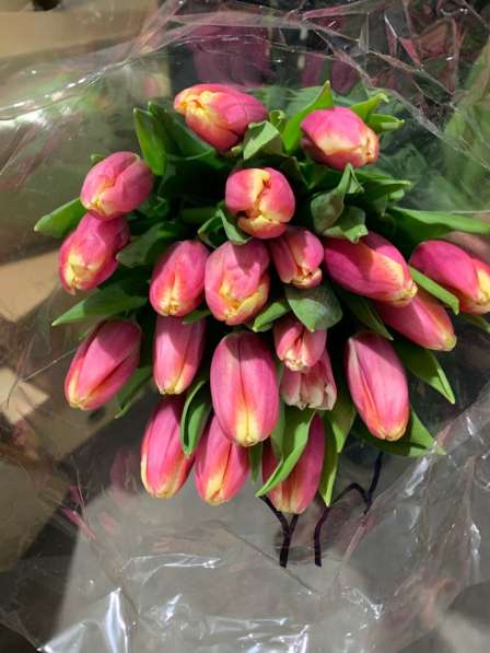 Тюльпаны к 8 марта! в Улан-Удэ фото 6