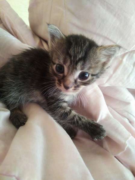 Котята в Пушкине фото 3