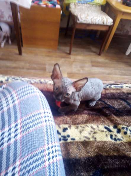 Канадские сфинксы в Иркутске фото 11