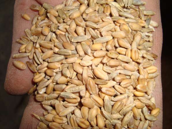 Тверская АПК реализует пшеницу кормовую фуражную, овес