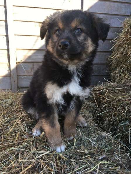 Собака в Санкт-Петербурге