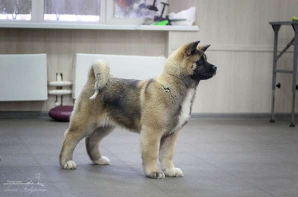 Акита в Ростове-на-Дону фото 75