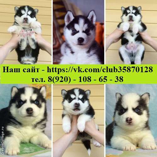 ХАСКИ красивееееееенных чистокровных щеночков разных окрасов в Переславле-Залесском