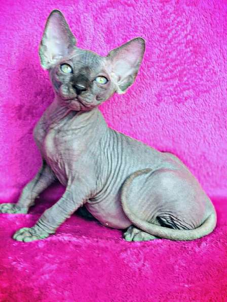 Sphynx Blue Prince