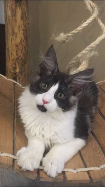 Котята Мейн Кун в Самаре фото 14