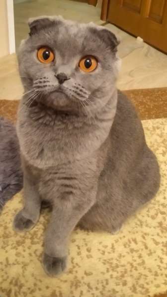 Шотландские котята в фото 9